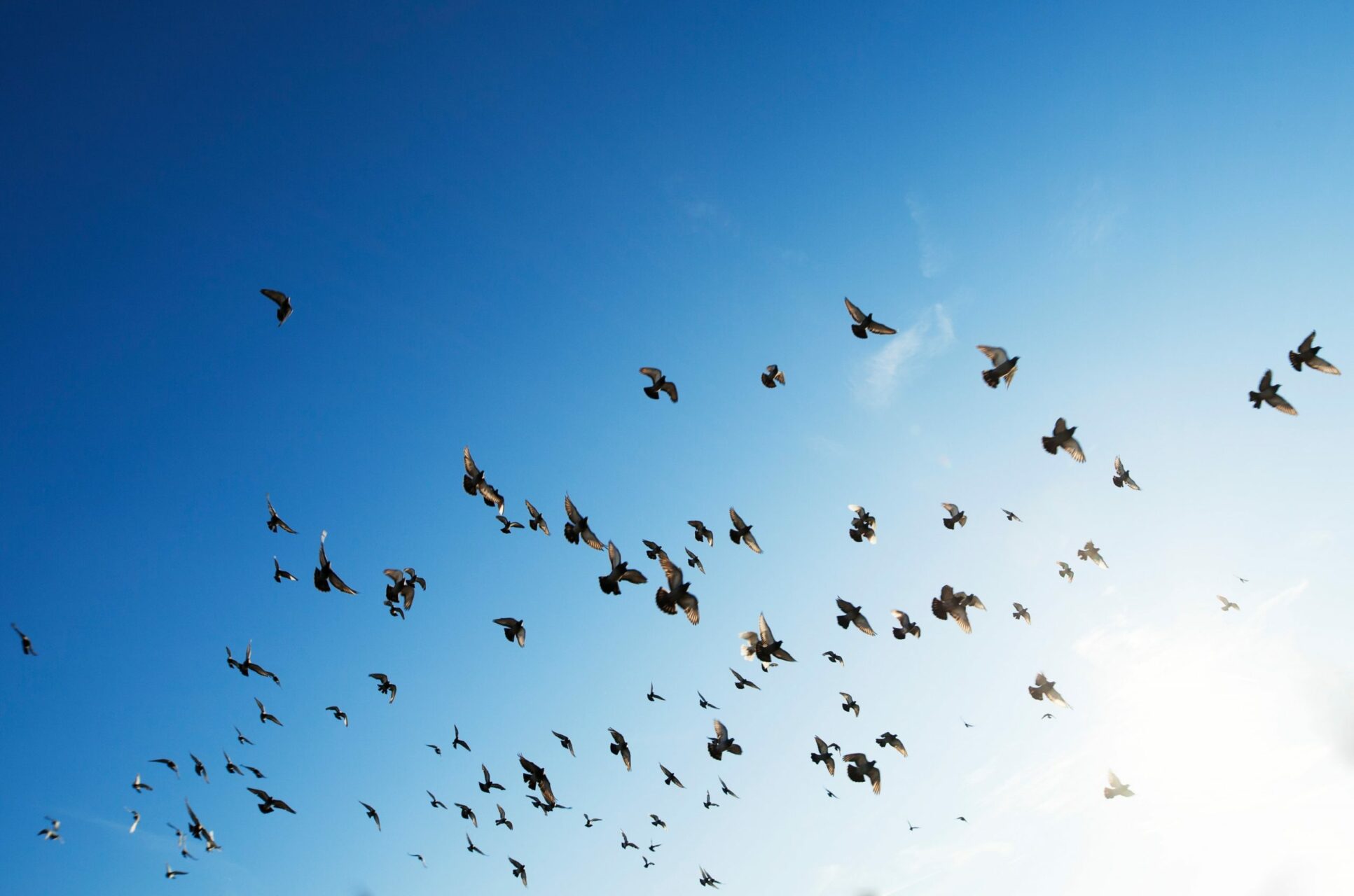 rowan-heuvel-e-S-Pe2EmrE-unsplash (1)