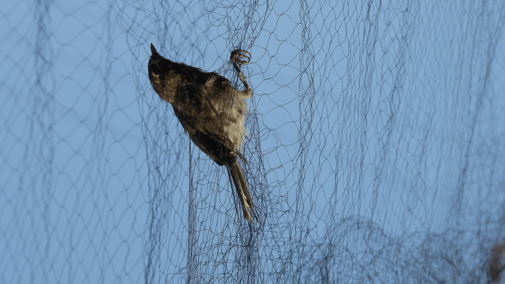 ornithology-gdddf0e772_1920
